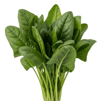Fresh Spinach